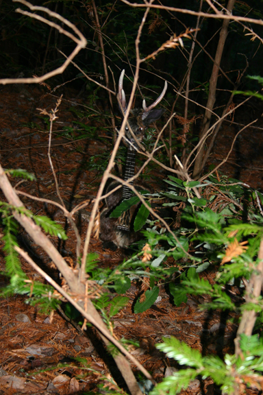 a ukalope in the woods
